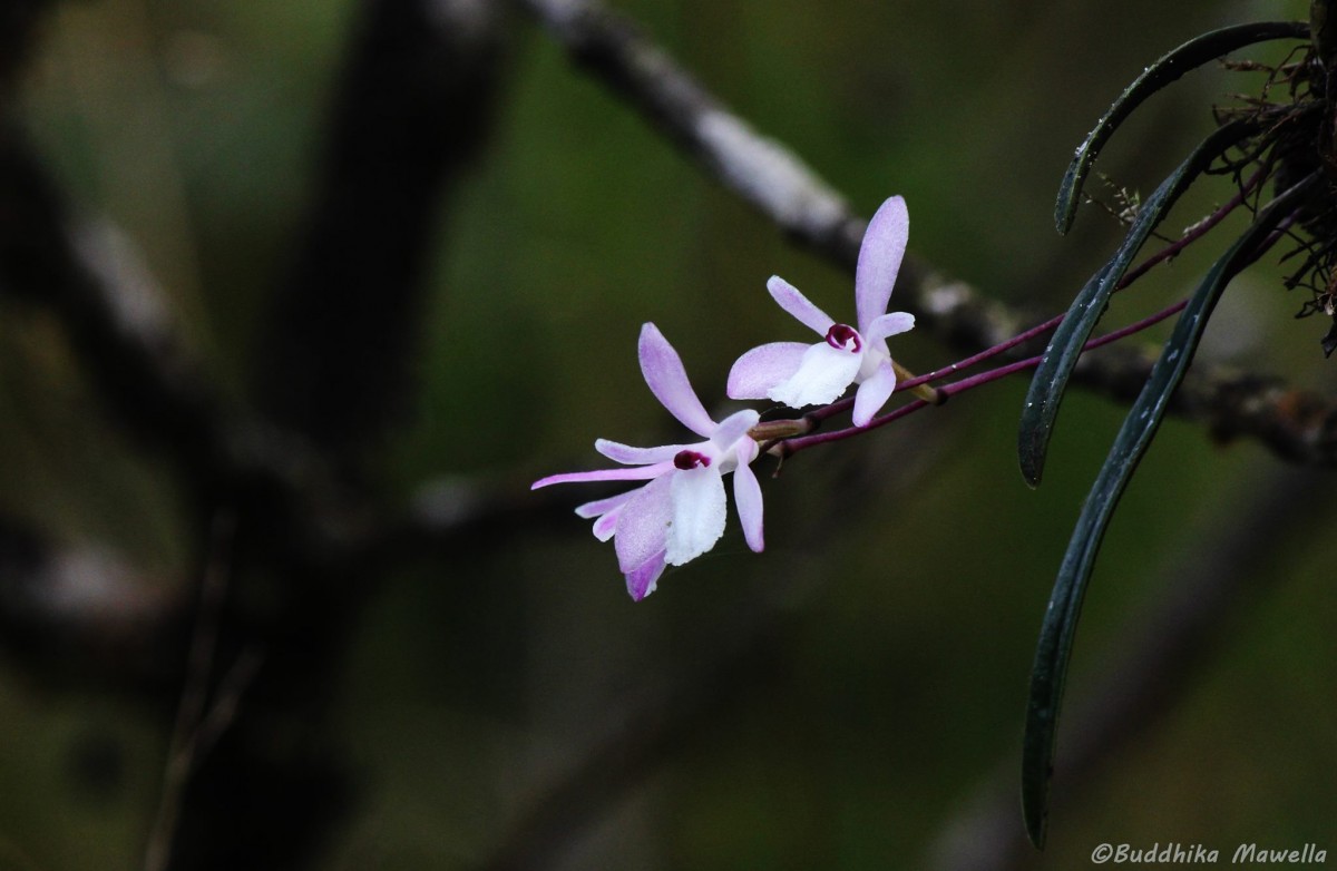 Adrorhizon purpurascens (Thwaites) Hook.f.